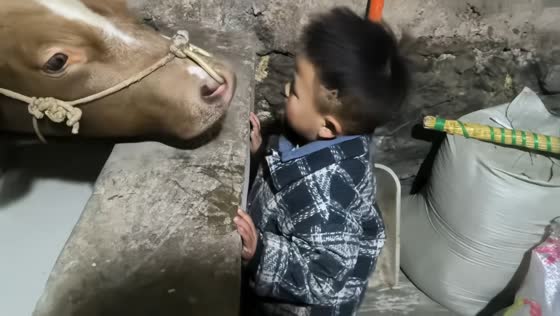 Boy startled after cow suddenly licks him in Sichuan, China
