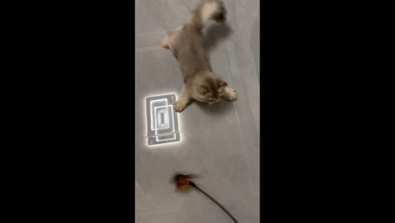 Playful kitten mimics jingling toy in Shanghai, China