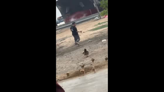 Man runs with chick as mother chicken chases in Hainan, China