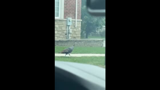 Wild turkey spotted running freely on the street in Markham, Canada
