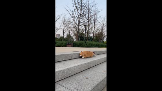 Cat sneaks into transparent carrier in Shandong, China
