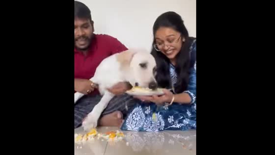 Dog excitedly eats birthday cake during celebration in Nashik