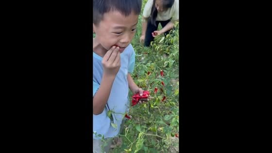 Boy fearlessly eats fresh red chili peppers in Guizhou, China