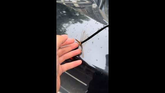 Man rescues dragonfly stuck in car hood in Guangdong, China