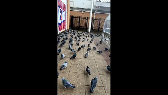Large flock of stationary pigeons gathers on the ground in Manchester, UK