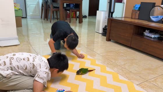 Parrot hilariously mimics two boys bowing inside a house in Sichuan, China