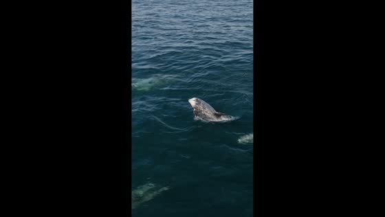 Unbelievable sight of mega pod of 1,500 dolphins in Monterey, California, USA