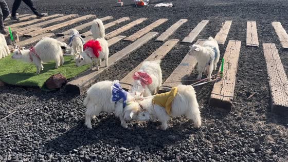 Goats headbutt each other while leashed in Hebei, China