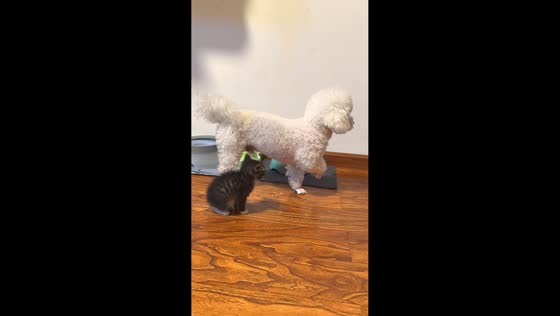 Kitten watches statue-still Bichon Frise in Sichuan, China