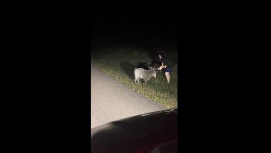 Goat chase: a hilarious rescue mission in Kiln, Mississippi