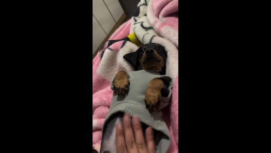 Cute dachshund gets tummy tapped in playful moment in Curitiba, Brazil