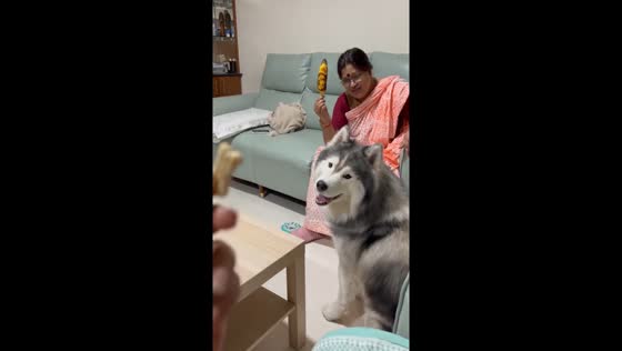Indecisive husky: corn or treat? 