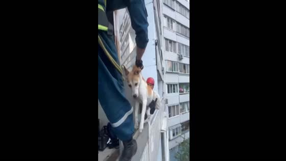 Dog rescued after two days on balcony in Moscow