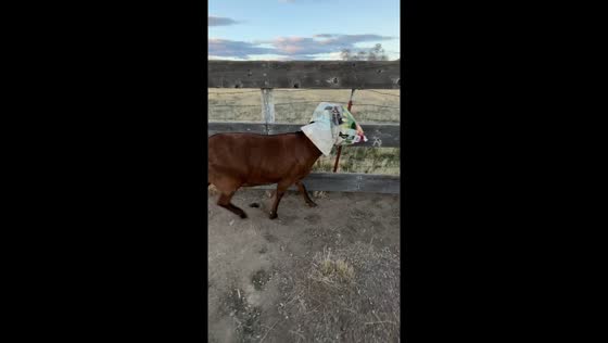 Goat gets head stuck in feed bag in Standish, California, USA