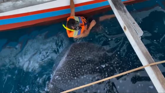 Indonesian thrill: Nendi's unforgettable encounter swimming with a whale shark