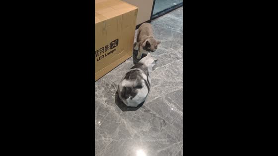 Curious cat startled by moving paper cat in Guangdong, China