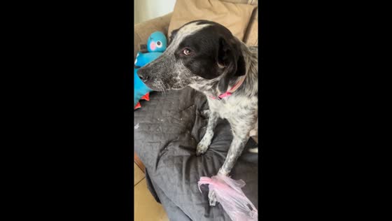 Dog caught red-handed calmly denies stealing food in Mexico
