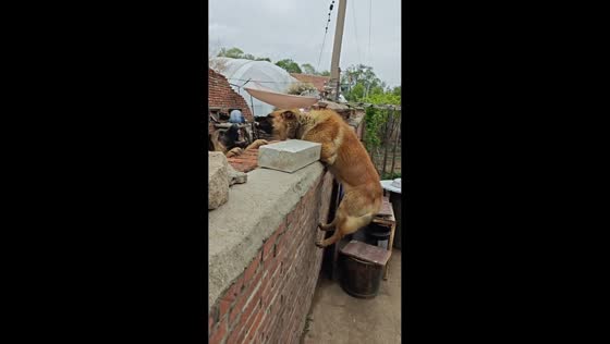 German shepherd barks at neighboring dogs from wall in Heilongjiang, China