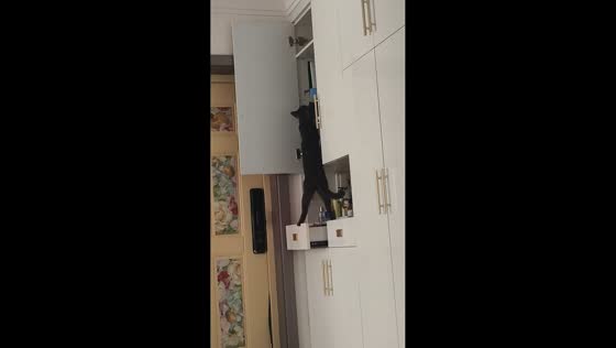 Agile cat impressively climbs tall storage cabinet in Shanxi, China