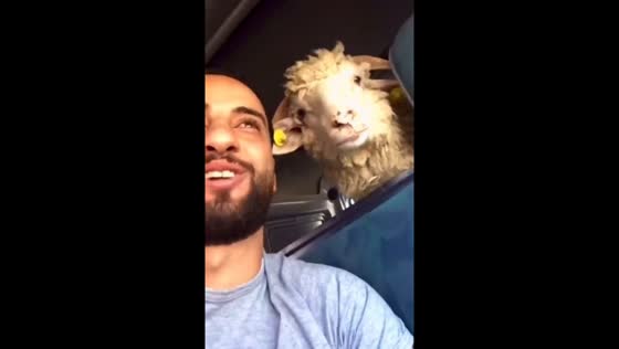 Video shows sheep interaction in Aqaba, Jordan