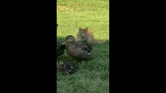 Protective mother duck chases off curious cat in Nicollet, Minnesota, USA