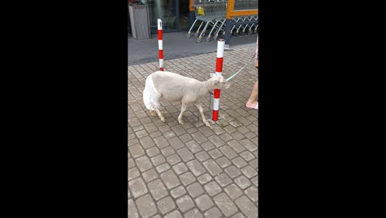 Person walks sheep in diapers in Białystok, Poland