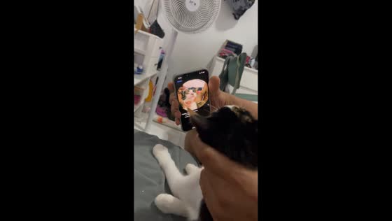 Kitten struggles during Face ID attempt in Valencia, Spain