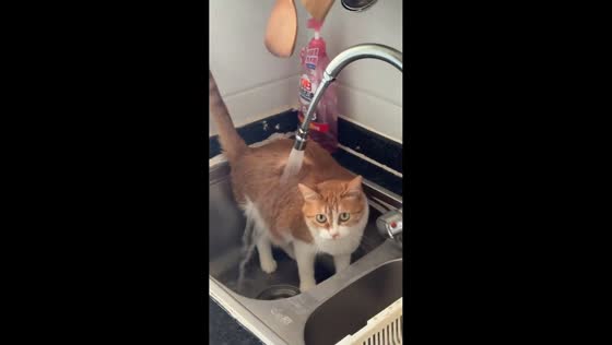 Orange cat calmly enjoys “shower” in kitchen sink in Sichuan, China