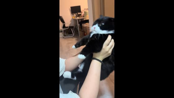 Cat playfully demands attention and wrestles with owner in Shandong, China