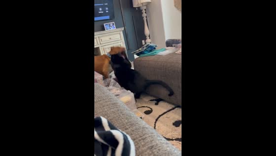 Playful pit mix and cat interaction in Parker, Colorado, USA