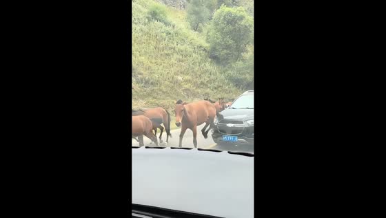 Car and horses compete for the lead on road in Xinjiang, China