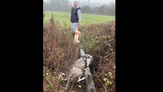 Dogs struggle to cross wooden plank in Solihull, UK