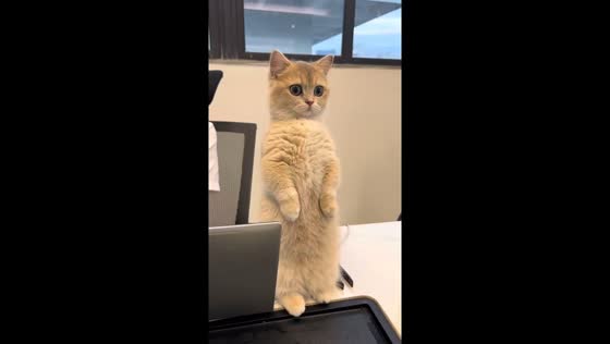 Cat stands steadily on hind legs in Guangdong, China