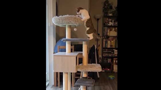 Cat's reaction to Christmas decor in Clarkston, Michigan