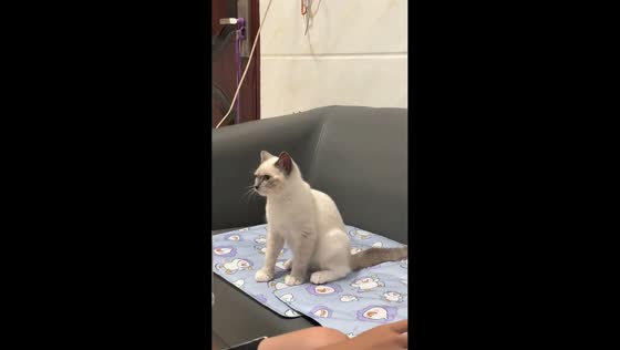 Adorable cat reaches out for attention in Guangdong, China