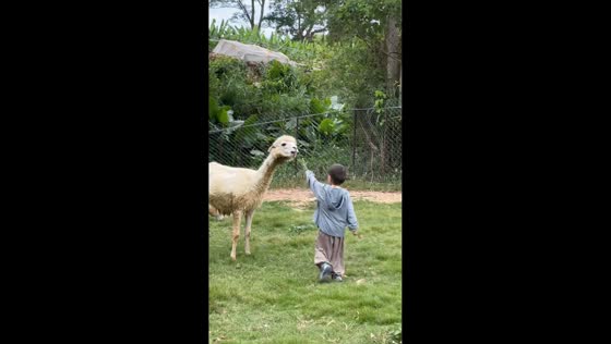 Boy’s adorable reaction after alpaca spits in Fujian, China