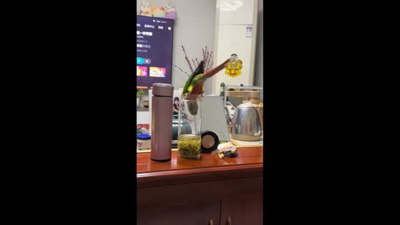 Parrot curiously investigates drinking glass in Hubei, China