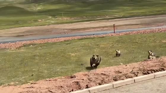 Driver encounters Tibetan brown bear and cubs on plateau road in Tibet, China