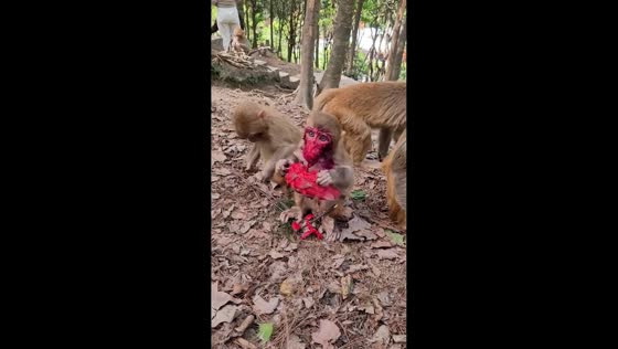Monkey happily eats dragonfruit, gets covered in red sap in Guizhou, China
