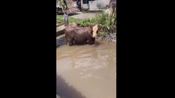 Cow crossing: a misstep on the bridge!