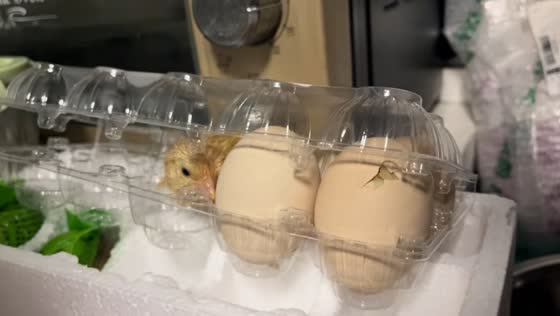 Surprise chick found alive inside egg tray in Anhui, China