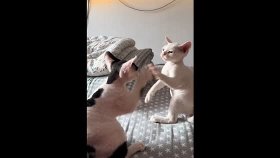 Two Devon Rex cats engage in a playful scuffle in Liaoning, China