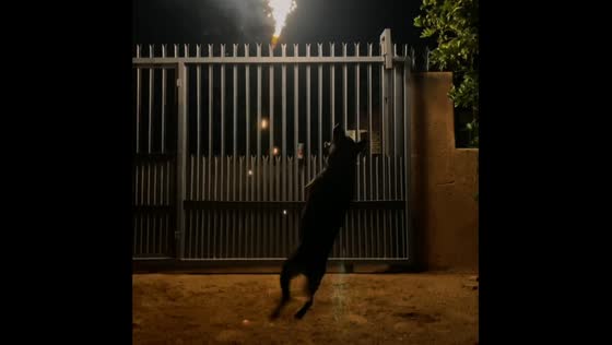 Dog tries to catch fireworks in Pretoria