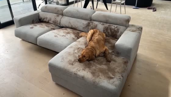Muddy mishap: Golden Retriever turns couch into a muddy canvas