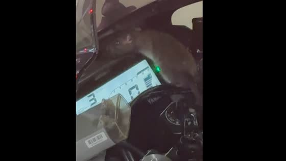 Rat spotted on motorcycle in Bukit Panjang