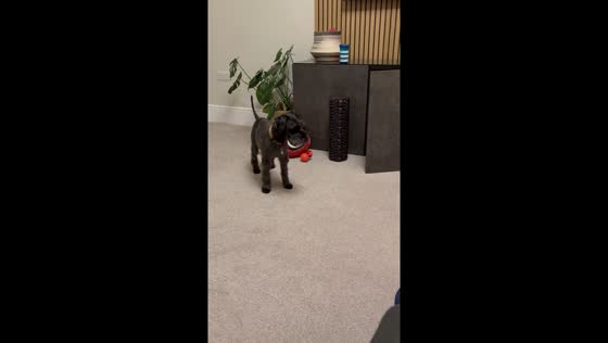 Confused mini schnauzer watches wild Italian greyhound puppy