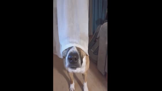 Hannah the bride: a dog's comical ritual of pulling curtains on the balcony