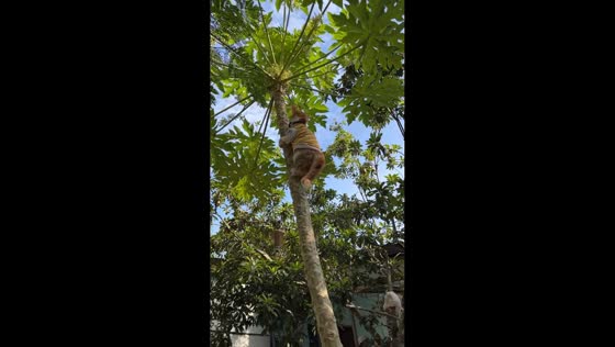 Cat climbs to top of papaya tree in South Sumatra, Indonesia