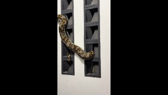 Python gets stuck on staircase handrails during rescue in Ciracas, East Jakarta, Indonesia