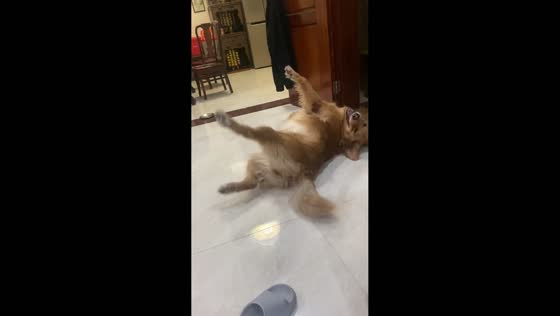 Golden retriever enjoys owner's singing in Guangdong, China